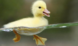 小鸭子视频,萌趣瞬间大盘点